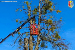 BaumStMarienkirchen040419_FF_05