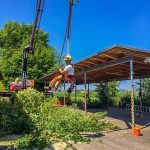Insitutbaum040618_BeislD_1