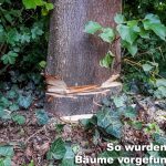 Insitutbaum040618_Unter_4