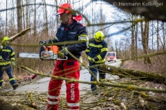 Sturmbaum100220_Kollinger-3