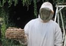 Wespen-Einsatz