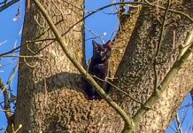 Katze am Baum / Foto: Göttfert