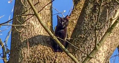 Katze am Baum / Foto: Göttfert
