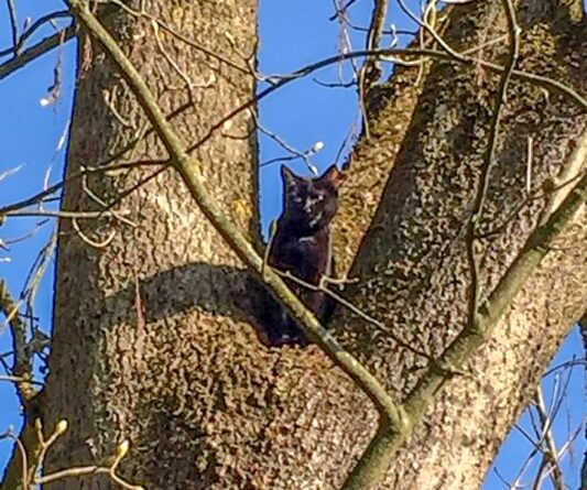Katze am Baum / Foto: Göttfert