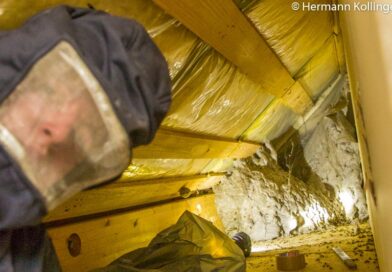 Wespeneinsatz / Foto: Kollmann