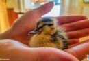 19.05.2019: Pfingstlagervorbereitungen mit neuen Enten-Eltern