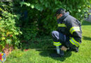 26.06.2020: (K)ein Schlangenfang in Ufer