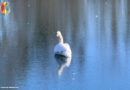 14.02.2021: Vermeintlich festgeforener Schwan am Teich