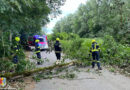 16.07.2023: Umgestürzter Baum in Gstocket am frühen Sonntagmorgen