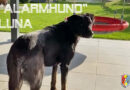 Feuerwehrhund „Luna“ bei Pager-Alarm in Aktion