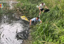 06.08.2026: Fischsterben und Fischrettung durch Trockenheit im Ofenwasser