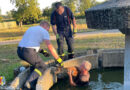 08.08.2026: Feuerwehr Alkoven rettet in Springbrunnen gestürztes Reh aus Notlage