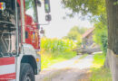 29.08.2026: Umgestürzter Baum mit Hornissen-Attacke in Gstocket
